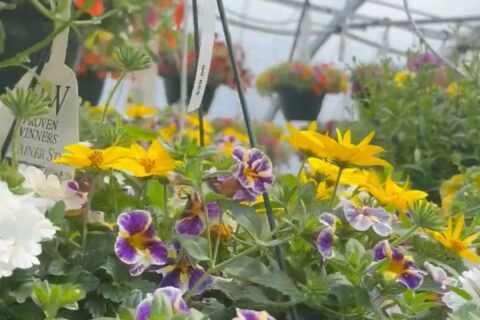 Case Study: Parker’s Flowers Digital Transformation by Emery Designs